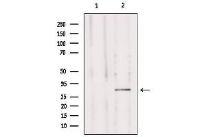 Western blot analysis of extracts from mouse brain, using MRPS15 Antibody. (MRPS15 anticorps  (Internal Region))