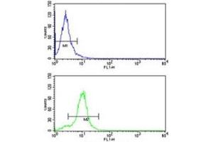 CYP2E1 antibody flow cytometry analysis of HepG2 cells (green) compared to a negative control (blue).