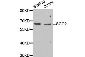 Western blot analysis of extracts of various cell lines, using SCG2 antibody (ABIN5973825) at 1/1000 dilution. (SCG2 anticorps)
