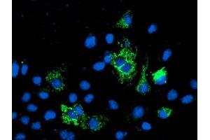 Anti-NIF3L1 mouse monoclonal antibody (ABIN2455142) immunofluorescent staining of COS7 cells transiently transfected by pCMV6-ENTRY NIF3L1 (RC200827). (NIF3L1 anticorps)