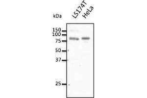 Western Blotting (WB) image for anti-Choroideremia-Like (Rab Escort Protein 2) (CHML) (C-Term) antibody (ABIN7272972) (CHML anticorps  (C-Term))