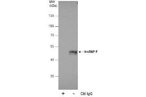 IP Image Immunoprecipitation of hnRNP F protein from 293T whole cell extracts using 5 μg of hnRNP F antibody [N1N3], Western blot analysis was performed using hnRNP F antibody [N1N3], EasyBlot anti-Rabbit IgG  was used as a secondary reagent. (HNRNPF anticorps)