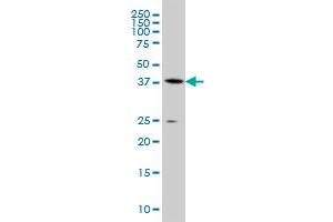 AHCY monoclonal antibody (M07A), clone 4H2 Western Blot analysis of AHCY expression in A-549 . (AHCY anticorps  (AA 1-432))