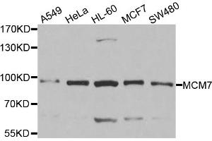 Western blot analysis of extracts of various cell lines, using MCM7 antibody. (MCM7 anticorps)