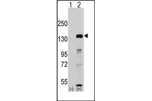Image no. 1 for anti-Lysine (K)-Specific Demethylase 2A (KDM2A) antibody (ABIN356581) (KDM2A anticorps)