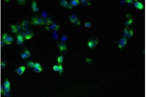 Immunofluorescent analysis of 293T cells using ABIN7165366 at dilution of 1:100 and Alexa Fluor 488-congugated AffiniPure Goat Anti-Rabbit IgG(H+L) (FAM118A anticorps  (AA 51-357))