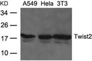Western blot analysis of extracts from A549, Hela and 3T3 cells using Twist2 Antibody. (TWIST2 anticorps)