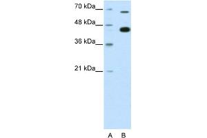 WB Suggested Anti-ZBTB33 Antibody Titration:  0.