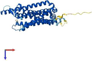AlphaFold protein structure predicition of Human Recombinant ADORA1 Protein, UniprotID P30542