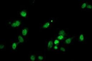 Immunofluorescent staining of HeLa cells using anti-PGAM2 mouse monoclonal antibody (ABIN2454955). (PGAM2 anticorps)