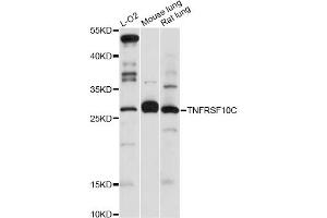 Western blot analysis of extracts of various cell lines, using TNFRSF10C antibody (ABIN5970485) at 1:3000 dilution. (DcR1 anticorps)