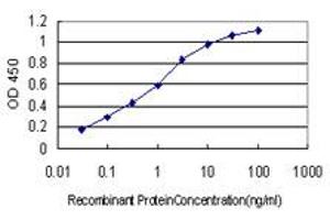 Detection limit for recombinant GST tagged BID is approximately 0. (BID anticorps  (AA 1-195))