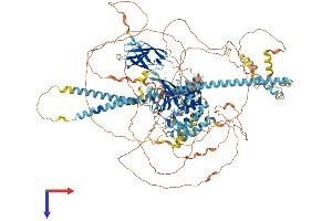 Calmodulin Binding Transcription Activator 2 (CAMTA2) (AA 1-1202) protein (His tag)