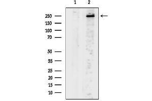 Western blot analysis of lysates from  cells, using CACNG Antibody.
