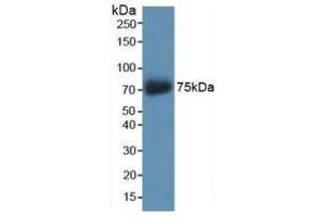 Western blot analysis of recombinant Human AKAP11. (AKAP11 anticorps  (AA 1650-1901))
