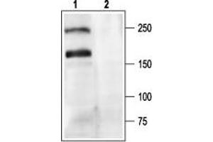 Western blot analysis of rat brain membranes: - 1.