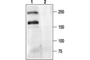 Western blot analysis of rat brain membranes: - 1. (CACNA1A anticorps  (Intracellular))