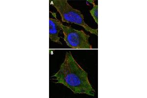 Confocal immunofluorescence analysis of HeLa (A) and L-02 (B) cells using S100A10 monoclonal antobody, clone 4E7E10  (green). (S100A10 anticorps)