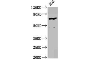 Western Blot Positive WB detected in: 293 whole cell lysate All lanes: F13B antibody at 4. (F13B anticorps  (AA 260-403))