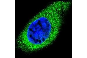 Confocal immunofluorescent analysis of COL21A1 Antibody (N-term)(Cat#AP51014PU-N) with HepG2 cell followed by Alexa Fluor 488-conjugated goat anti-rabbit lgG (green).