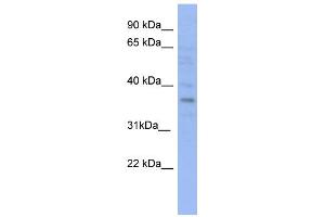 WB Suggested Anti-VTA1 Antibody Titration: 0. (VTA1 anticorps  (N-Term))