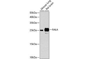 Western blot analysis of extracts of various cell lines, using RALA antibody (ABIN1682465, ABIN3015199, ABIN3015200 and ABIN6213879) at 1:1000 dilution.