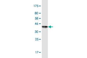 Western Blot detection against Immunogen (37.
