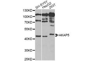 Western blot analysis of extracts of various cell lines, using AKAP5 Antibody (ABIN5973905) at 1/1000 dilution. (AKAP5 anticorps)