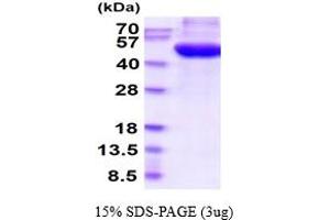 SDS-PAGE (SDS) image for Protein O-Glucosyltransferase 1 (POGLUT1) (AA 24-392) protein (His tag) (ABIN6387809)