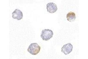 Immunocytochemistry of GRTP1 in K562 cells with AP30387PU-N GRTP1 antibody at 2.