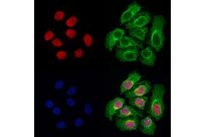 ABIN6264360 and ABIN6278002 staining Hela cells by IF/ICC. (POU2AF1 anticorps  (C-Term))