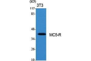 Western Blot (WB) analysis of specific cells using MC5-R Polyclonal Antibody. (MC5 Receptor anticorps  (C-Term))