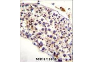 HAUS3 Antibody (Center) (ABIN655250 and ABIN2844849) immunohistochemistry analysis in formalin fixed and paraffin embedded human testis tissue followed by peroxidase conjugation of the secondary antibody and DAB staining. (HAUS3 anticorps  (AA 372-400))