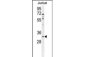 OR5B12 Antibody (C-term) (ABIN655378 and ABIN2844932) western blot analysis in Jurkat cell line lysates (35 μg/lane). (OR5B12 anticorps  (C-Term))