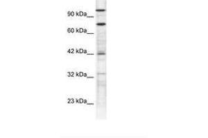 Image no. 1 for anti-Zinc Finger Protein 23 (ZNF23) (N-Term) antibody (ABIN6735840) (ZNF23 anticorps  (N-Term))