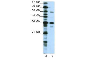 CREB3L1 antibody (20R-1233) used at 0.