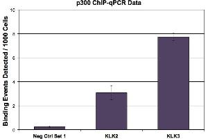 p300 antibody (mAb) tested by ChIP.