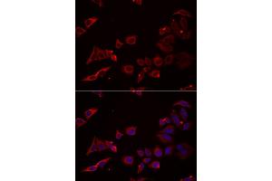 Immunofluorescence analysis of U2OS cells using NRBF2 antibody. (NRBF2 anticorps)