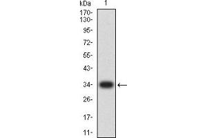 anti-Chemokine (C-C Motif) Ligand 4 (CCL4) (AA 24-92) antibody