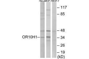 Western blot analysis of extracts from HeLa cells and MCF-7 cells, using OR10H1 antibody. (OR10H1 anticorps  (C-Term))