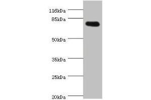 Western blot All lanes: SH2B1 antibody at 0. (SH2B1 anticorps  (AA 360-520))