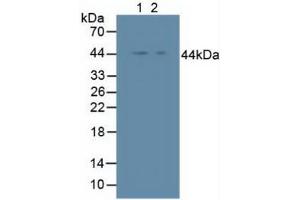 Figure. (Inhibitory Subunit of NF-KappaB epsilon (AA 207-440) anticorps)