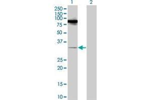 Lane 1: RASL11B transfected lysate ( 27. (RASL11B 293T Cell Transient Overexpression Lysate(Denatured))