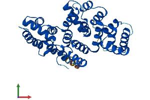 AlphaFold protein structure predicition of Human Recombinant ANXA8 Protein, UniprotID P13928