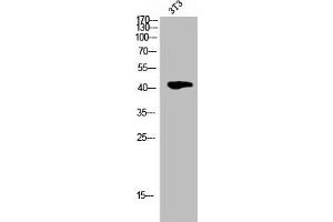 Western Blot analysis of 3T3 cells using Phospho-Cdk9 (T186) Polyclonal Antibody (CDK9 anticorps  (pThr186))