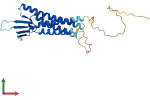 AlphaFold protein structure predicition of Mouse Recombinant Cldn12 Protein, UniprotID Q9ET43