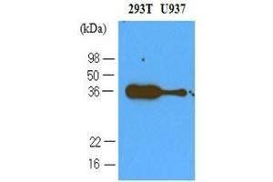 Cell lysates of 293T and U937 (40 ug) were resolved by SDS-PAGE, transferred to nitrocellulose membrane and probed with anti-human PDCD1 (1:500).