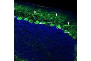 Expression of IQGAP1 in mouse cerebellumImmunohistochemical staining of perfusion-fixed frozen mouse brain sections with Anti-IQGAP1 Antibody (ABIN7043292, ABIN7045192 and ABIN7045193), (1:200), followed by goat anti-rabbit-AlexaFluor-488. (IQ Motif Containing GTPase Activating Protein 1 (IQGAP1) Peptide)