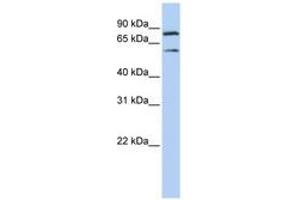 Image no. 1 for anti-Chromosome 10 Open Reading Frame 2 (C10ORF2) (AA 540-589) antibody (ABIN6740493) (C10orf2 anticorps  (AA 540-589))