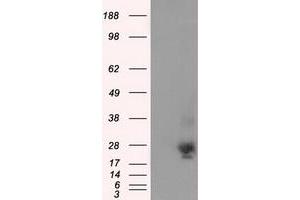 Image no. 3 for anti-NME/NM23 Nucleoside Diphosphate Kinase 4 (NME4) antibody (ABIN1499772) (NME4 anticorps)